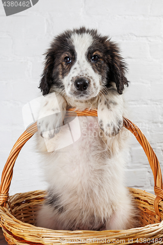 Image of Charming little puppy sitting in the basket