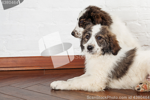 Image of Two sibling puppies