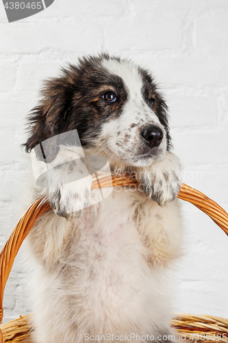 Image of Charming little puppy sitting in the basket