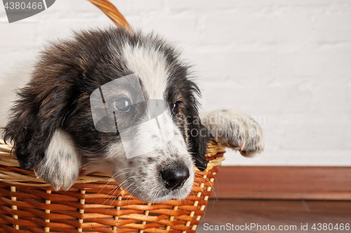 Image of Charming little puppy sitting in the basket