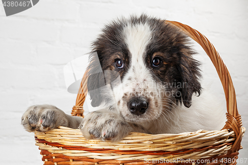 Image of Charming little puppy sitting in the basket