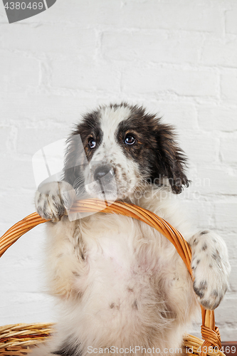 Image of Charming little puppy sitting in the basket