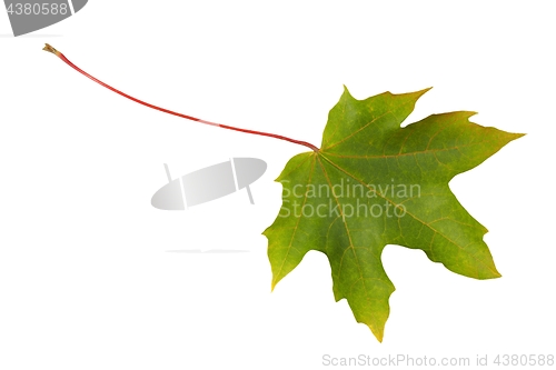 Image of Green leaf on white