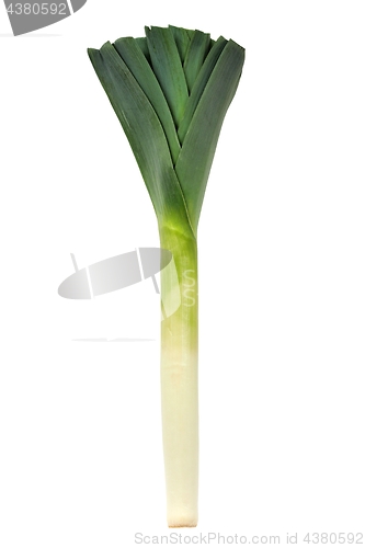 Image of Leek on White