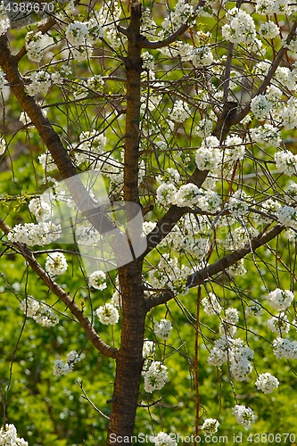 Image of Spring Tree Flowering