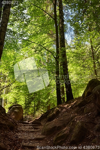 Image of Forest walking route