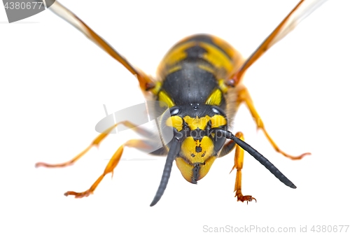 Image of Wasp on white background