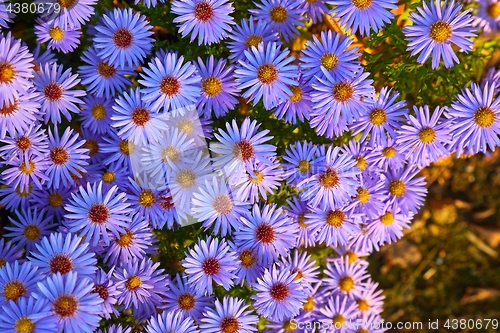 Image of Small Prurple Flowers