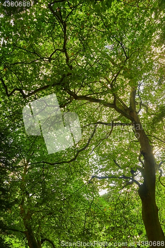 Image of Spring Green Leaves