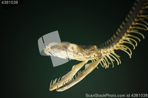 Image of Snake Skeleton