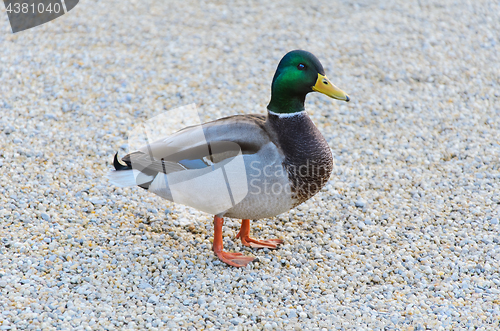 Image of Wild Duck