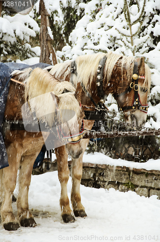 Image of Christmas Horses