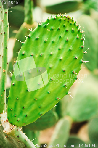 Image of Cactus