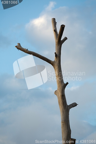 Image of Bare Wood Trunk