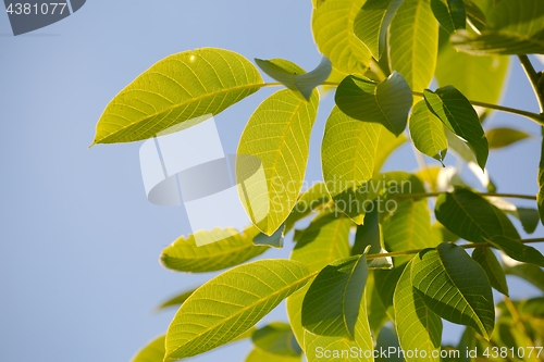 Image of Leaves of a walnut tree