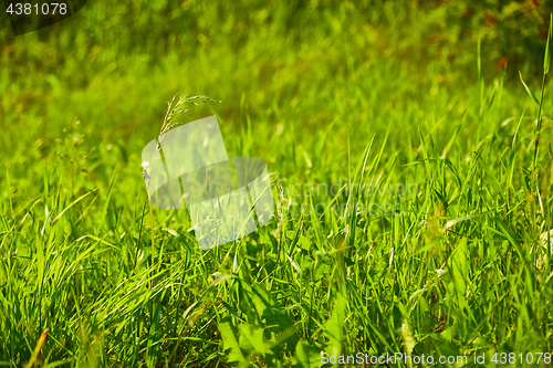 Image of Green Grass Field