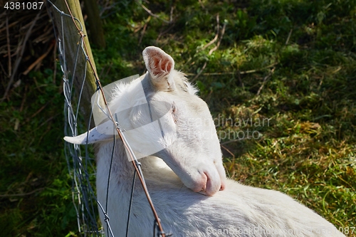 Image of Little Goat Portrait