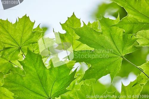 Image of Green Leaves Background