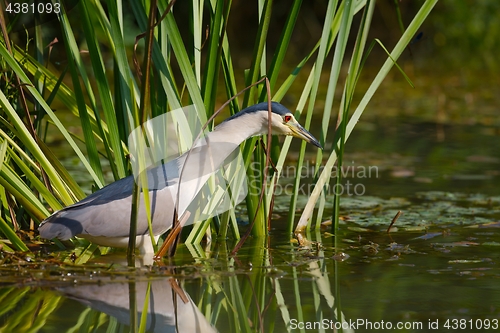 Image of Bird fishing in the lake