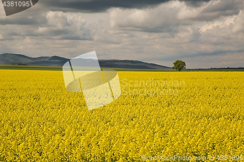 Image of Rapeseed field landscape