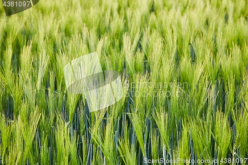 Image of Wheat field closeup