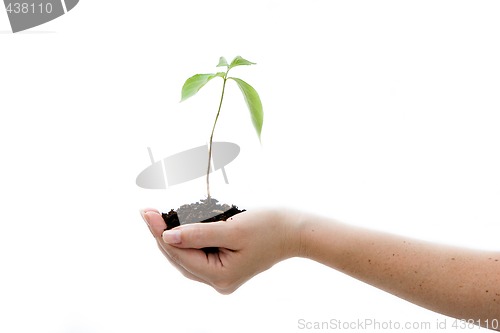 Image of Plant in hand