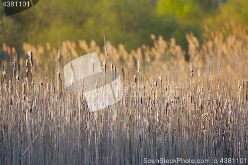 Image of Bulrush on the lakeside