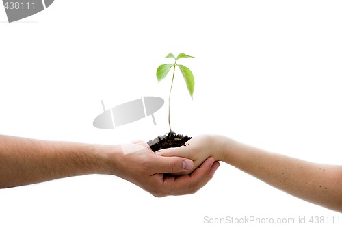 Image of Plant in hands