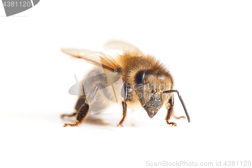 Image of Bee on white background