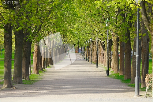 Image of PArk with line of trees