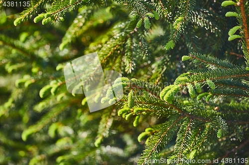 Image of Pine Tree Closeup