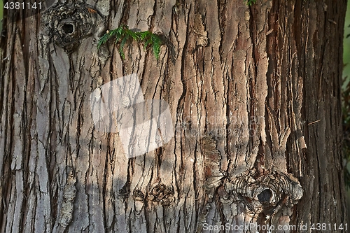 Image of Tree Trunk Closeup