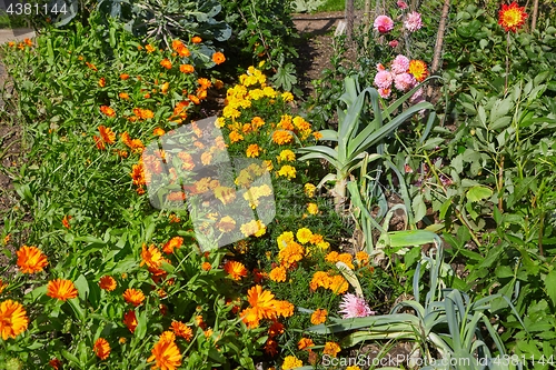 Image of Garden with flowers