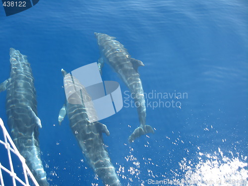 Image of wild dolphins in the sea outside Parga; Greece