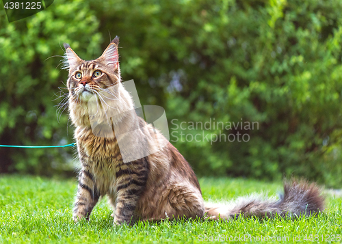 Image of Maine Coon cat in park