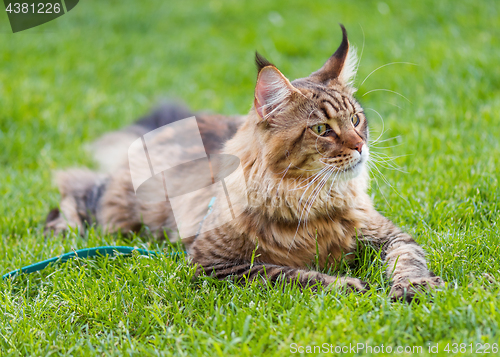 Image of Maine Coon cat in park