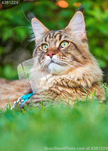 Image of Maine Coon cat in park