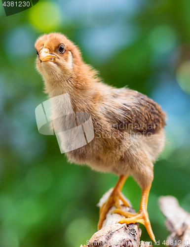 Image of Cute little newborn chicken