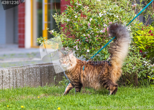 Image of Maine Coon cat in park