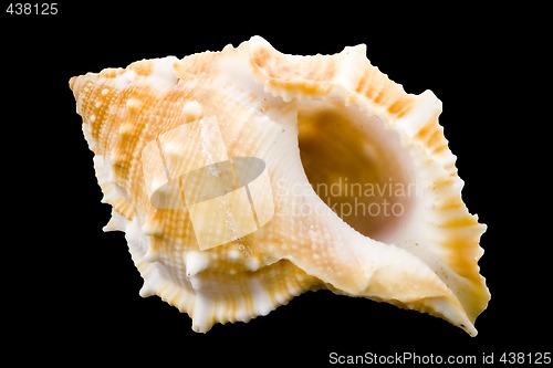 Image of Conch