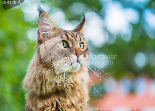 Image of Maine Coon cat in park