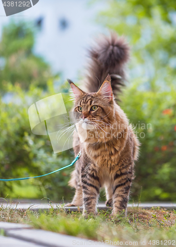 Image of Maine Coon cat in park