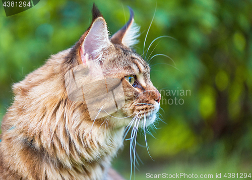 Image of Maine Coon cat in park