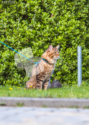 Image of Maine Coon cat in park