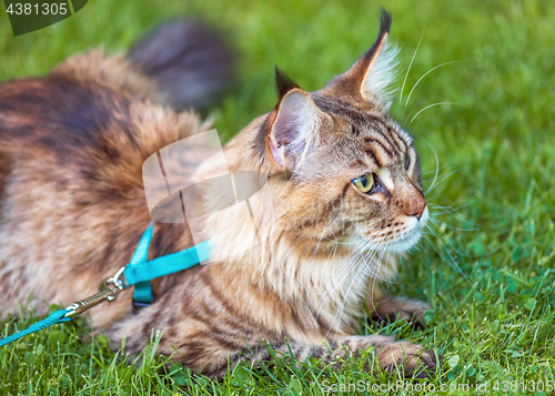 Image of Maine Coon cat in park