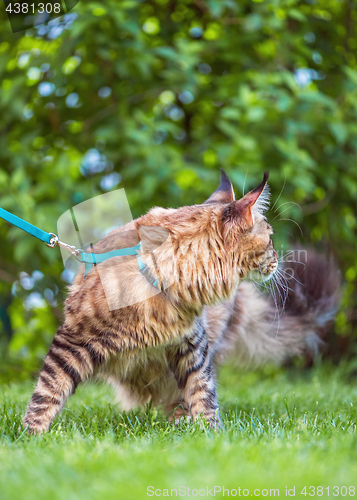 Image of Maine Coon cat in park