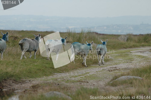 Image of follow the leader