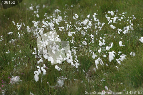 Image of bog cotton