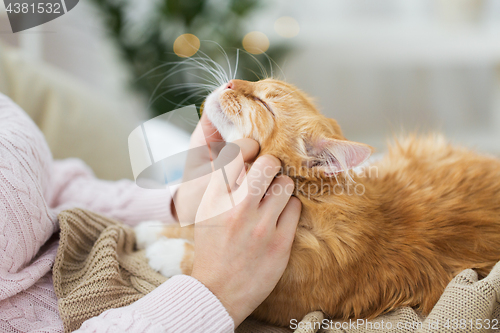 Image of close up of owner stroking red cat in bed at home