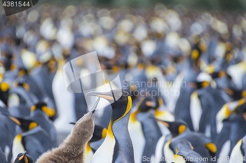 Image of King Penguins colony Gold Harbour